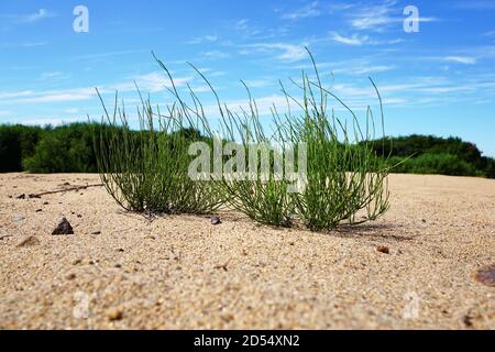 Bella erba verde primo piano contro un cielo turchese con nuvole bianche. Horsetail su sabbia gialla primo piano. Russia, regione di Primorsky Foto Stock