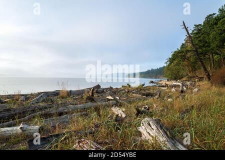 Driftwood lungo la costa nello Spencer Spit state Park sull'isola di Lopez, Washington, USA Foto Stock