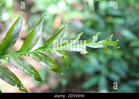 Foglie di Dipazium esculentum (Athyriaceae) asia natura Foto Stock