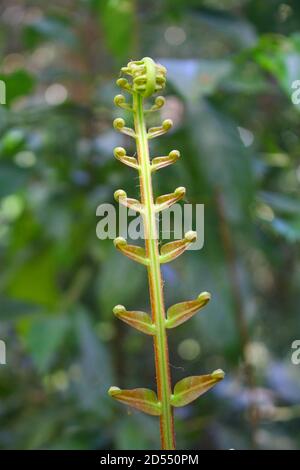 Foglie di Dipazium esculentum (Athyriaceae) asia natura Foto Stock