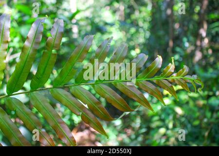 Foglie di Dipazium esculentum (Athyriaceae) asia natura Foto Stock
