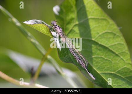 Appena emersa Azure Dasselfly - Coenagrion puella - in lei habitat naturale Foto Stock