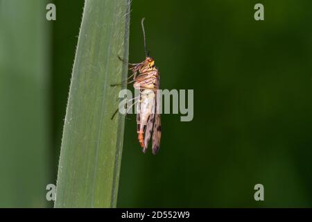 Scorpionfly comune - Panorpa communis - femmina, nel suo habitat naturale Foto Stock