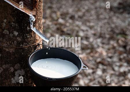 La gomma che batte il lattice fresco lattiginoso scorre dall'albero para in una ciotola nera di plastica Foto Stock