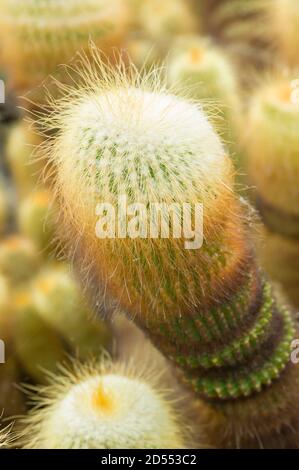 Parodia leninghausii è una specie di cactus sudamericano, palla di limone, palla d'oro, cactus della Torre gialla. Foto Stock