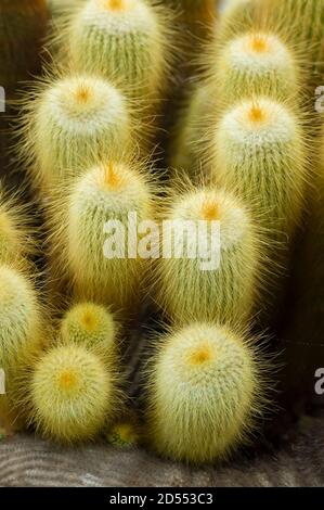 Parodia leninghausii è una specie di cactus sudamericano, palla di limone, palla d'oro, cactus della Torre gialla. Foto Stock