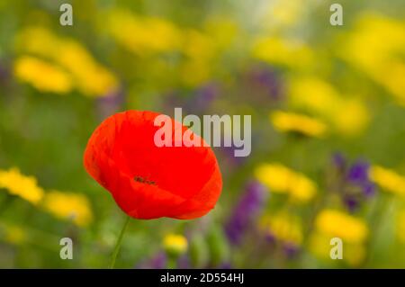 Erba verde con papaveri rossi e danelioni gialli pieni fioritura Foto Stock
