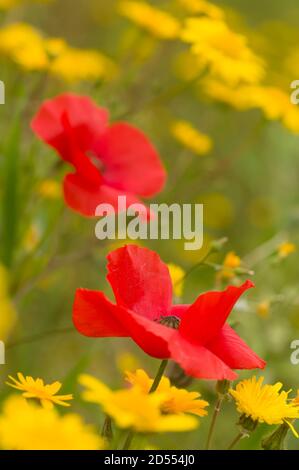 Erba verde con papaveri rossi e danelioni gialli pieni fioritura Foto Stock