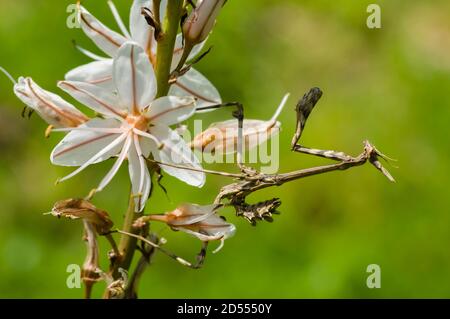 Macchia mediterranea di mantis di testa di conea, empusa pennata Foto Stock