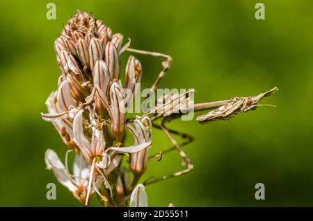 Macchia mediterranea di mantis di testa di conea, empusa pennata Foto Stock