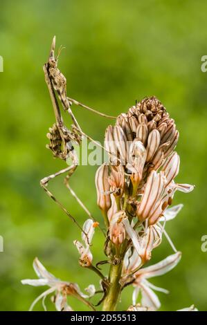 Macchia mediterranea di mantis di testa di conea, empusa pennata Foto Stock