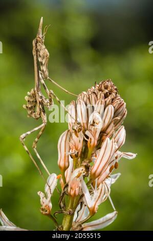 Macchia mediterranea di mantis di testa di conea, empusa pennata Foto Stock