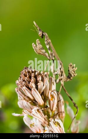 Macchia mediterranea di mantis di testa di conea, empusa pennata Foto Stock