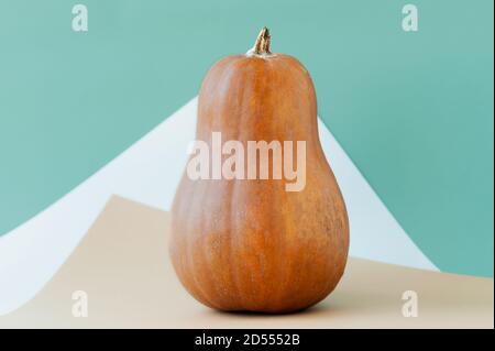 Zucca matura arancio grande con coda secca su fondo carta blu pastello e beige , tendenza geometria alimentare, concetto Halloween, fuoco selettivo Foto Stock