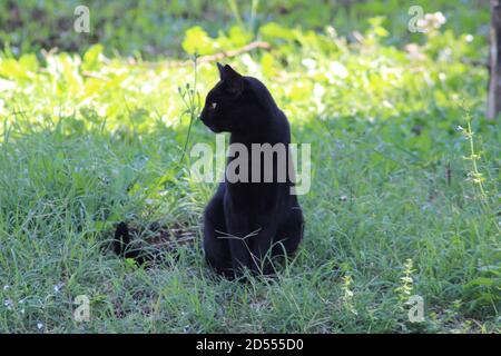 gatto nero seduto nel cortile di casa Foto Stock