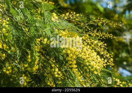 Fiori di pianta di sonaglino, Acacia deambata Foto Stock