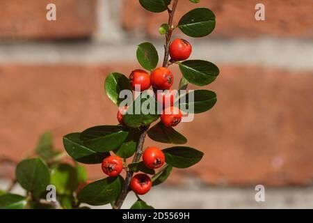 Cotoneaster Horizalis (Rock Cotoneaster) un arbusto deciduo con frutti di bosco brillanti e scarlatto. Famiglia delle rose (Rosaceae). Di fronte a una parete sbiadita. Num. Autom Foto Stock