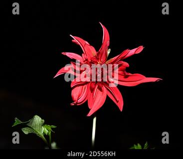 Foto di una dahlia rossa. Foto Stock