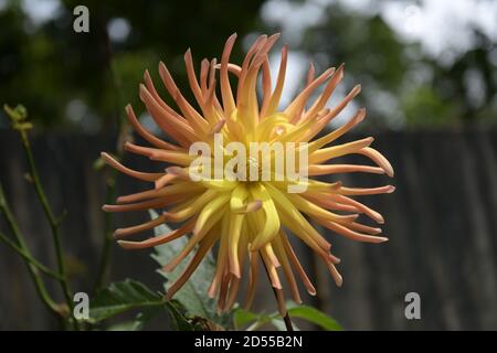 Foto di una dahlia con petali gialli e arancioni. Foto Stock