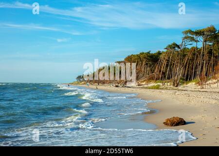 Germania, Meclemburgo-Pomerania anteriore, Ostseeküste. Darß, Fischland, Darßer Urwald am Weststrand. Foto Stock