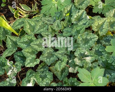 Un primo piano delle foglie verdi di ciclamino eridifolium in autunno Foto Stock