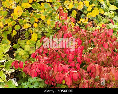 Il fogliame rosso fuoco di Euonymus alatus 'Compactus contro Foglie gialle di un Amelanchier Foto Stock