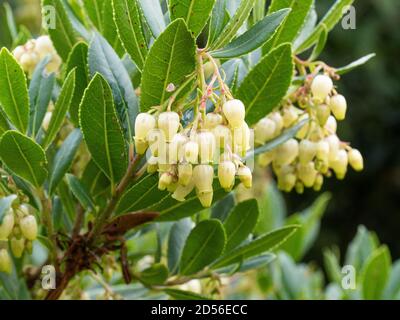 Un primo piano dei fiori a forma di campana color crema pallido Della fragola Arbutus unedo Foto Stock