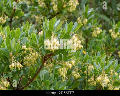 I fiori color crema pallido a forma di campana della fragola Smoking Arbutus Foto Stock