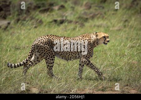 Ghepardo adulto che cammina nelle pianure di Masai Mara cercando allerta dentro Kenya Foto Stock