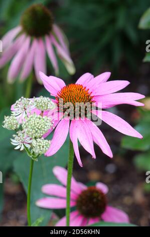 rosa coneflower in estate giardino macro echinacea Foto Stock