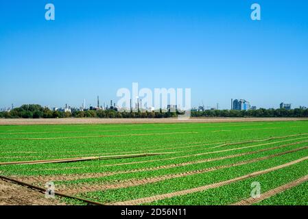 Campo di lattuga nella regione del Palatinato Germania meridionale Foto Stock