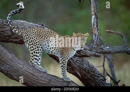 Leopardo in piedi su ramo albero morto guardando allarme con verde Bush sullo sfondo del fiume Khwai Okavango Delta in Botswana Foto Stock