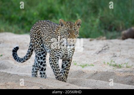 Adulto di sesso maschile leopardo a piedi in asciutto fiume letto in Kruger Park Con macchia verde sullo sfondo in Sud Africa Foto Stock