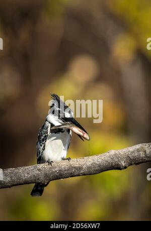 Ritratto verticale di un Martin pescatore con un piccolo pesce Nel suo becco nel fiume Chobe in Botswana Foto Stock