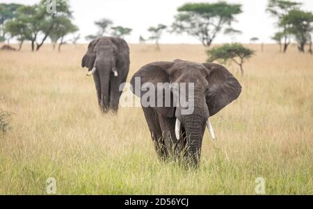 Due elefanti che camminano in erba alta nelle pianure di Parco Nazionale di Serengeti in Tanzania Foto Stock