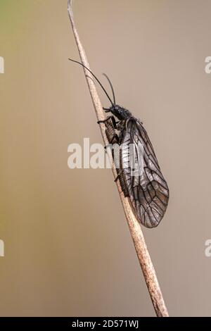 Alder-fly Sialis lutaria Foto Stock