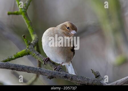 Fringuello Fringilla colebs Foto Stock