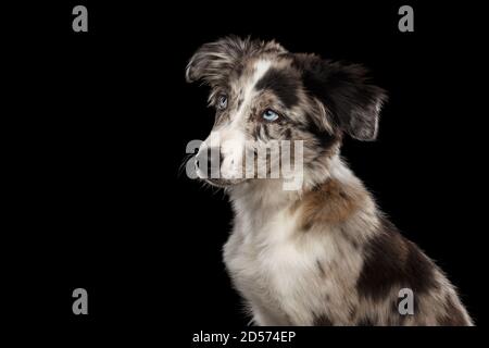 Carino Ritratto di Border Collie Puppy guardando su isolato Sfondo nero Foto Stock