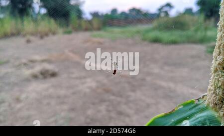 Ora del mattino, primo piano macro shot di un ragno da giardino europeo (ragno trasversale, Araneus diadematus) seduto in una rete di ragni Foto Stock