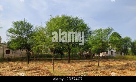 Miglio o sorgo raccolti campo e verde alberi. Fascio di raccolti sul campo . Fascino del miglio di foxtail. Foto Stock