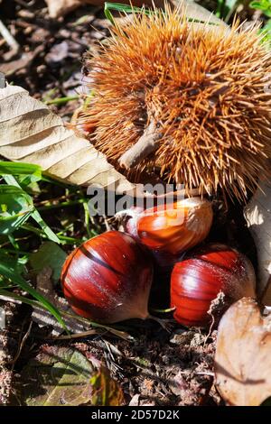 Primo piano di castagne giacenti a terra accanto al bur spiky. Autunno, cibo di foresta e concetti di natura Foto Stock