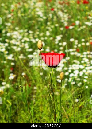 Campo di mais fiori di papavero Papaver rhoeas in primavera Foto Stock