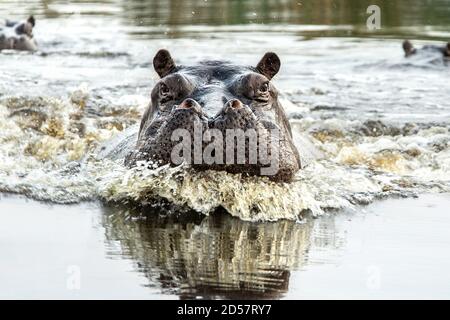 Un ippopotamo che lancia un lavaggio e si dirige verso destra verso la fotocamera. Foto Stock