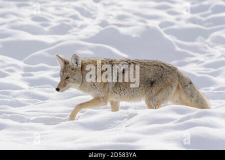 Coyote (Canis latrans) nella neve in inverno, Yellowstone National Park, Wyoming, Stati Uniti d'America. Foto Stock