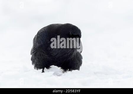 Raven comune (Corvus corax) nella neve, guardando fotocamera, Yellowstone National Park, Wyoming, Stati Uniti d'America. Foto Stock