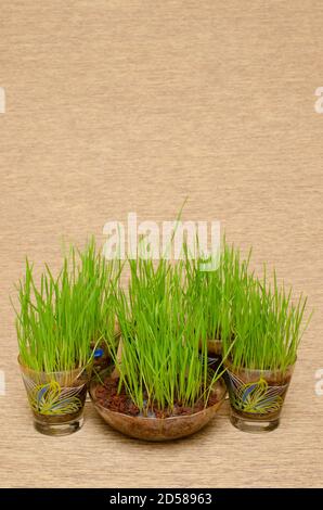 Erba di grano o Gavankur. Triticum aestivum pianta un alimento super potente di salute. Di solito consumato come un succo fresco. Riprese in studio al coperto. Foto Stock