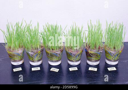 Erba di grano , Triticum aestivum pianta un alimento super potente di salute. Di solito consumato come un succo fresco. Visualizzato in 7 bicchieri raffiguranti erba per ogni d Foto Stock