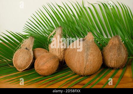 Coconut di diverse dimensioni con ramo di cocco sullo sfondo. Studio Shot Foto Stock