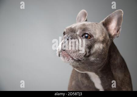 Ritratto di un bulldog francese grigio che guarda lateralmente Foto Stock