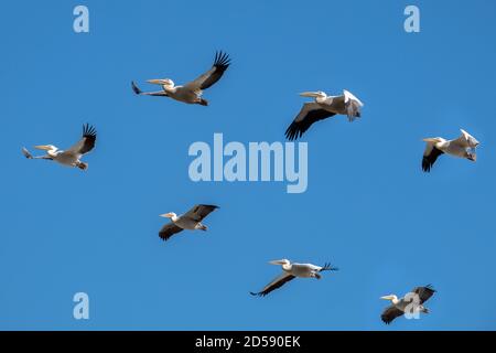 Gregge di pellicani che volano in formazione, Sudafrica Foto Stock